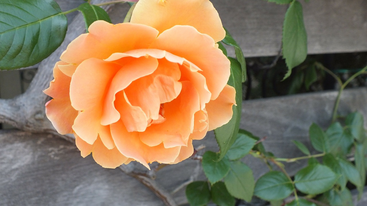 rose orange flowers free photo