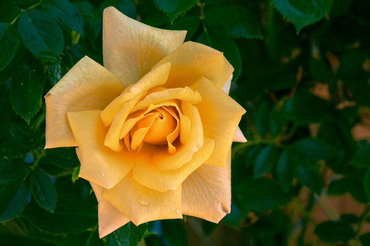 rose  yellow  blossom free photo