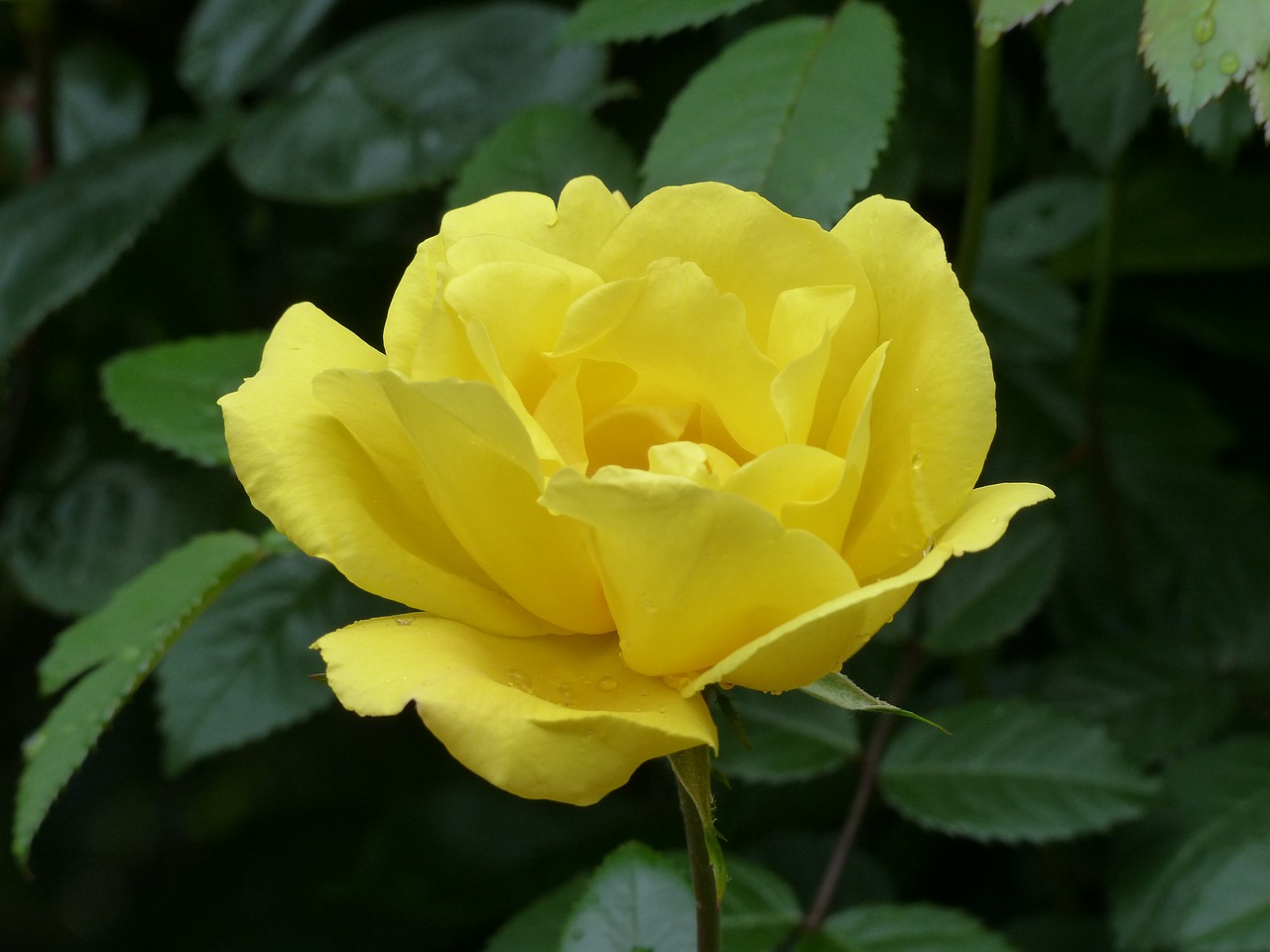 rose  yellow  rose blooms free photo