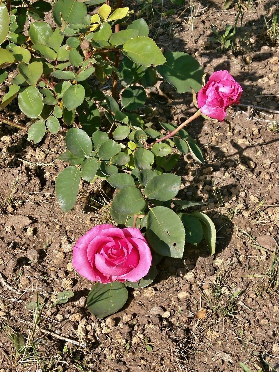 rose pink flower rose garden free photo