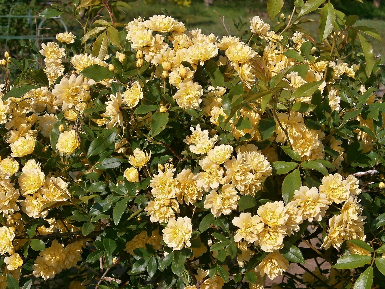 rose yellow flowers miniature roses free photo