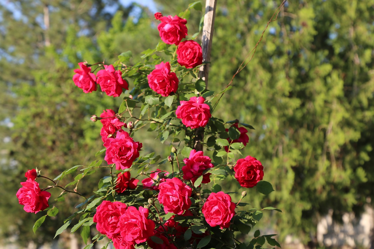 rose  rosewood  roses free photo