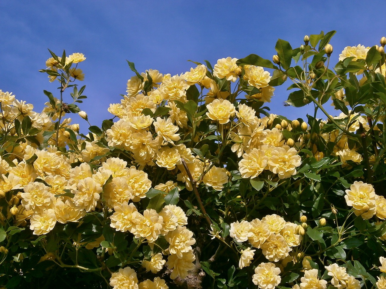 rose yellow flowers miniature roses free photo