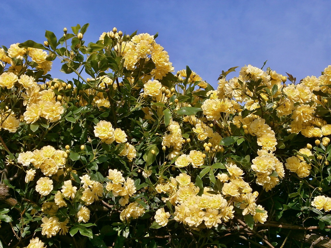 rose yellow flowers miniature roses free photo