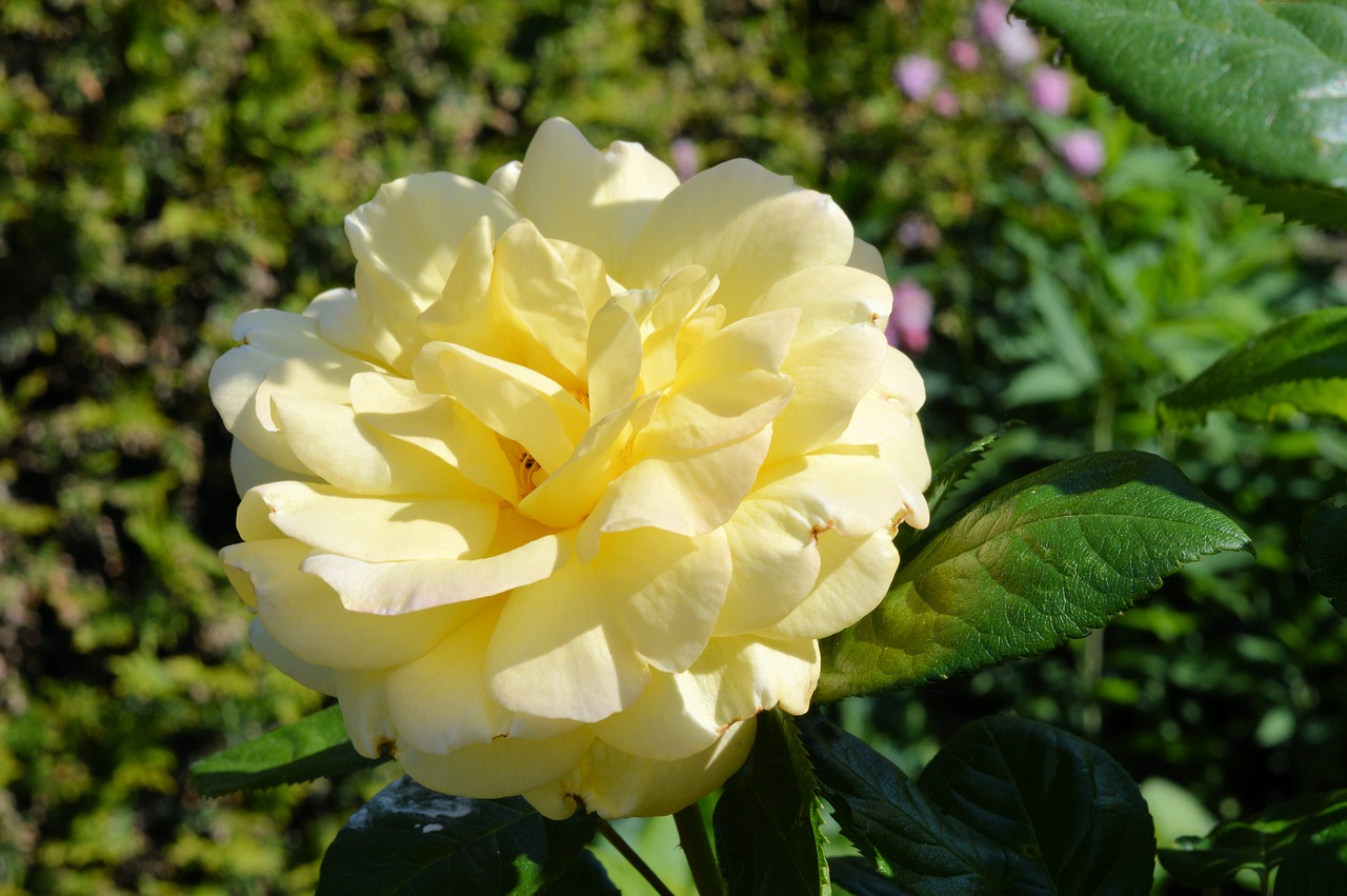 rose  yellow free pictures free photo