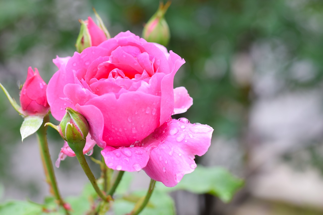 rose  flower  petal free photo