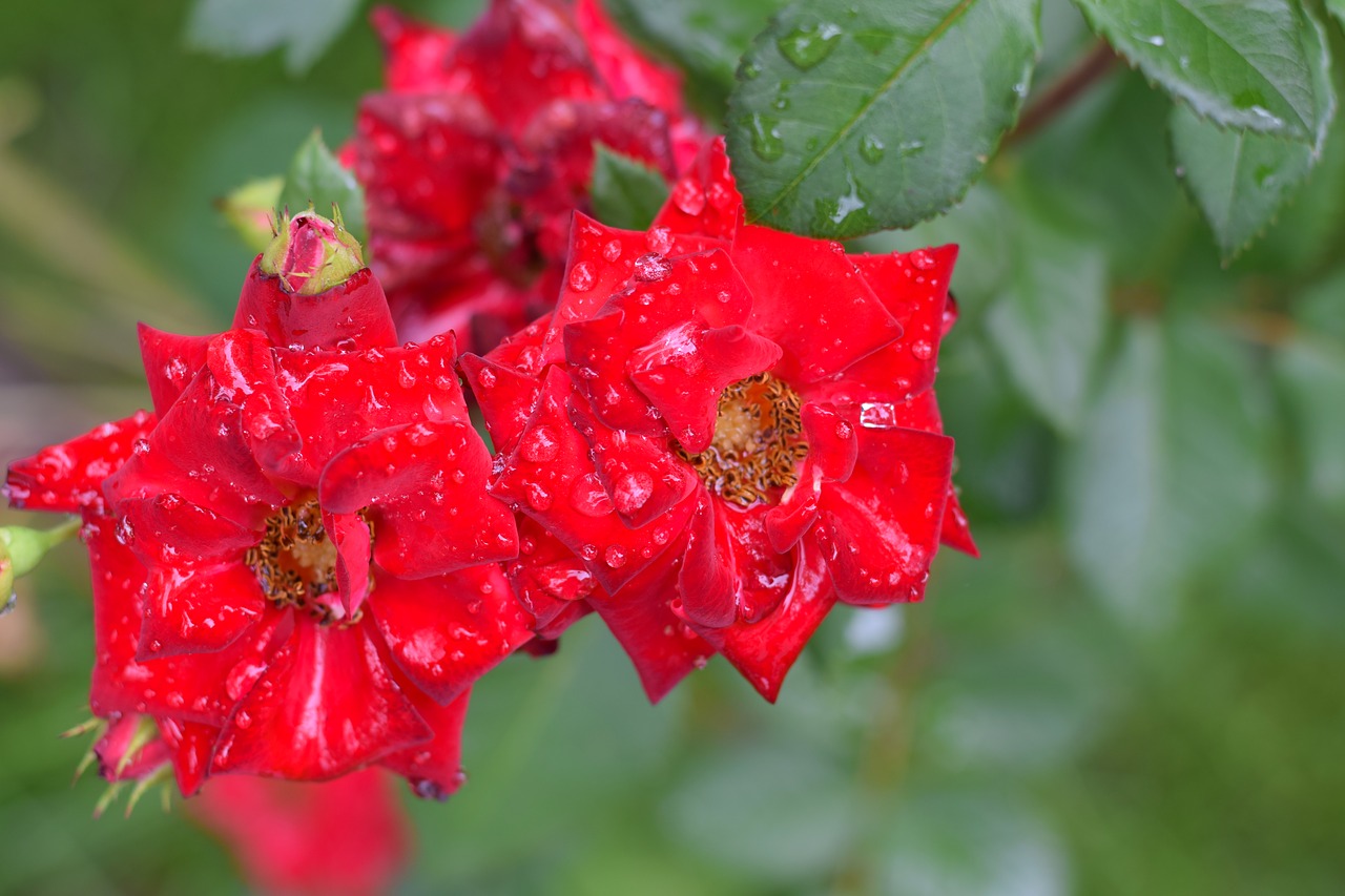 rose  flower  petal free photo