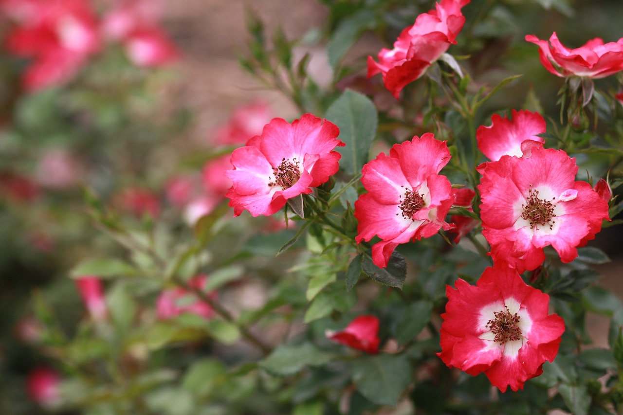 rose  pink  flowers free photo