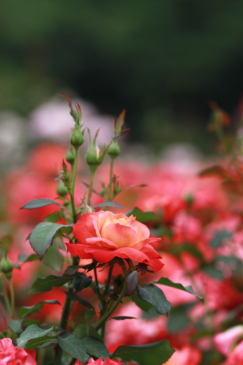 rose  flowers  rose garden free photo