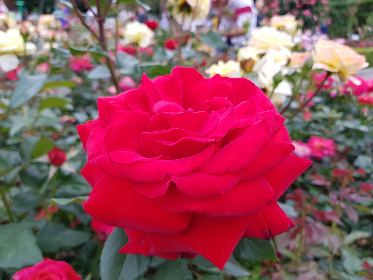 rose  park  korea free photo