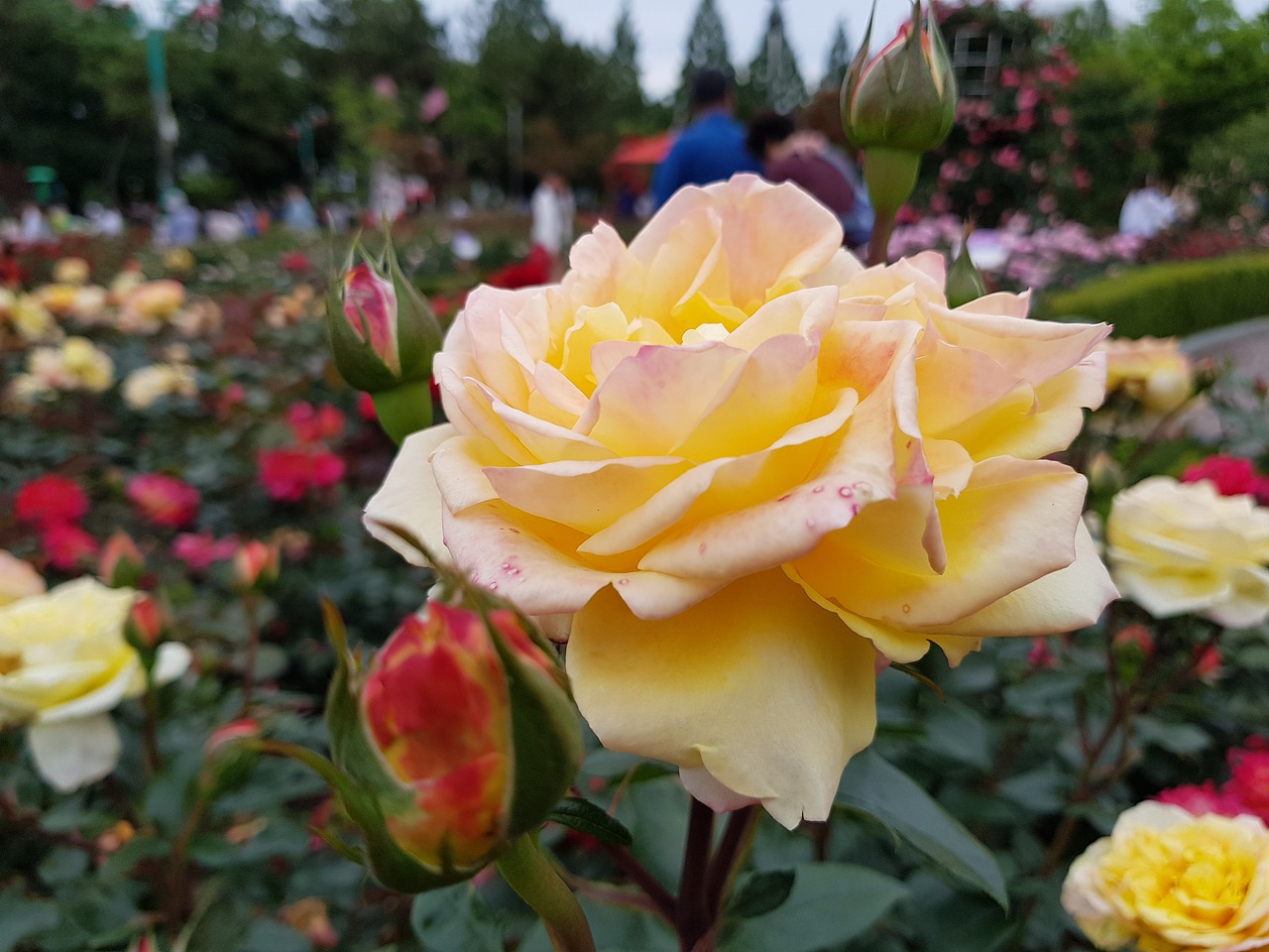 rose  park  korea free photo