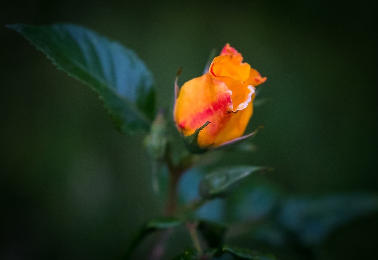 rose  rose bloom  bud free photo