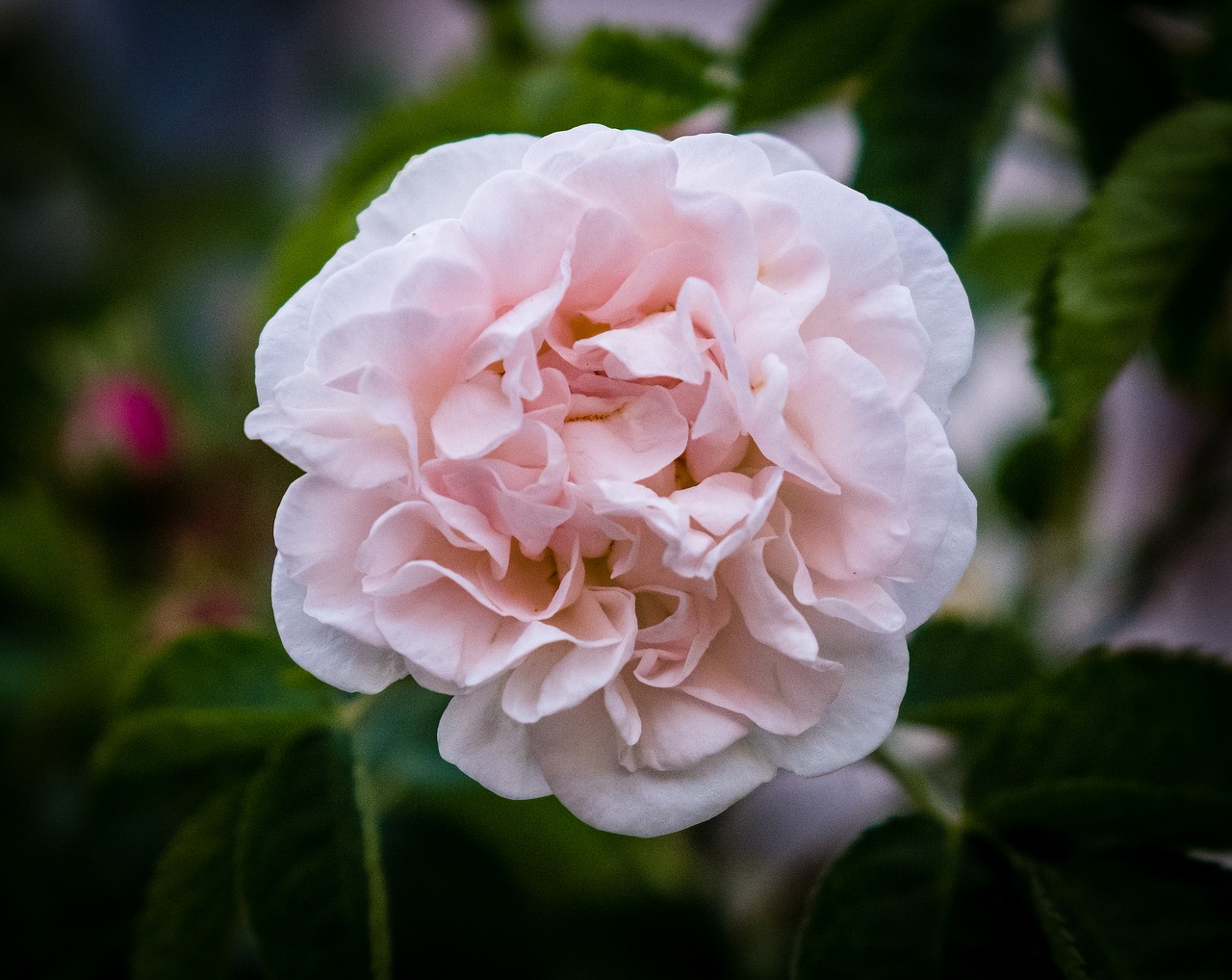 rose  rose bloom  bud free photo