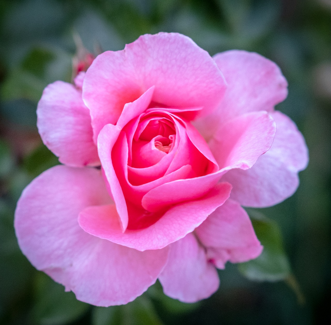 rose  rose bloom  bud free photo