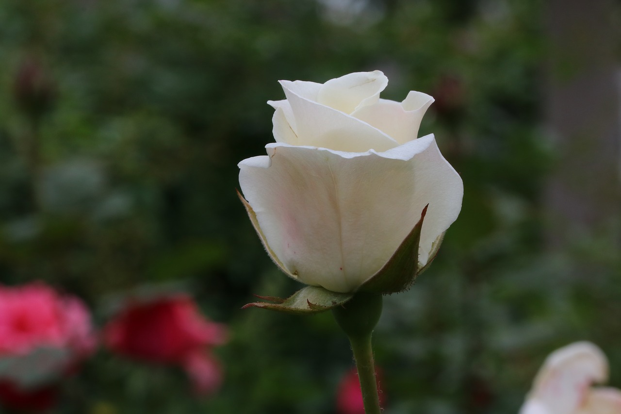 rose  flowers  beautiful free photo