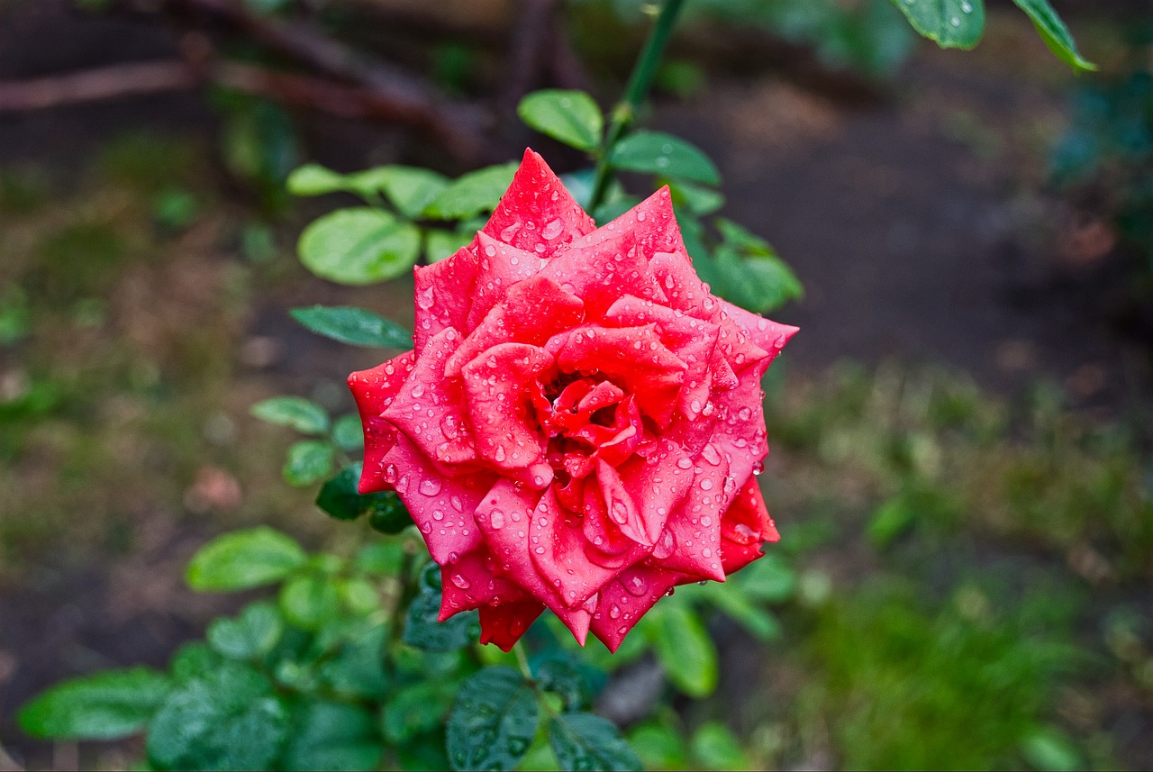 rose  rain  flower free photo