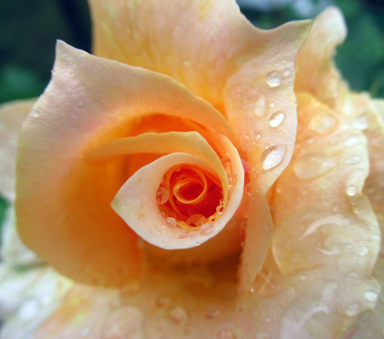 rose  rain free pictures free photo