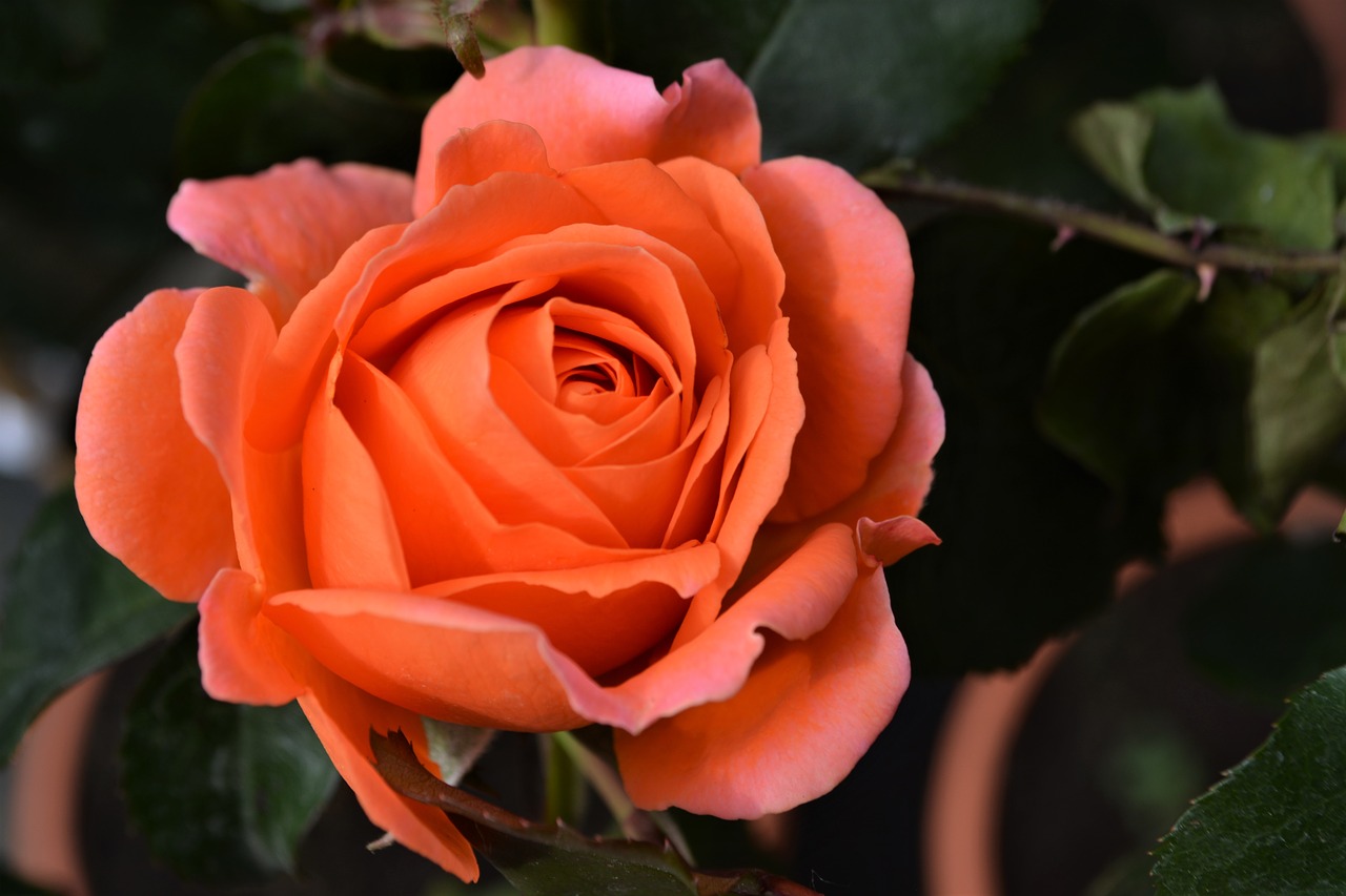 rose  orange  blossom free photo