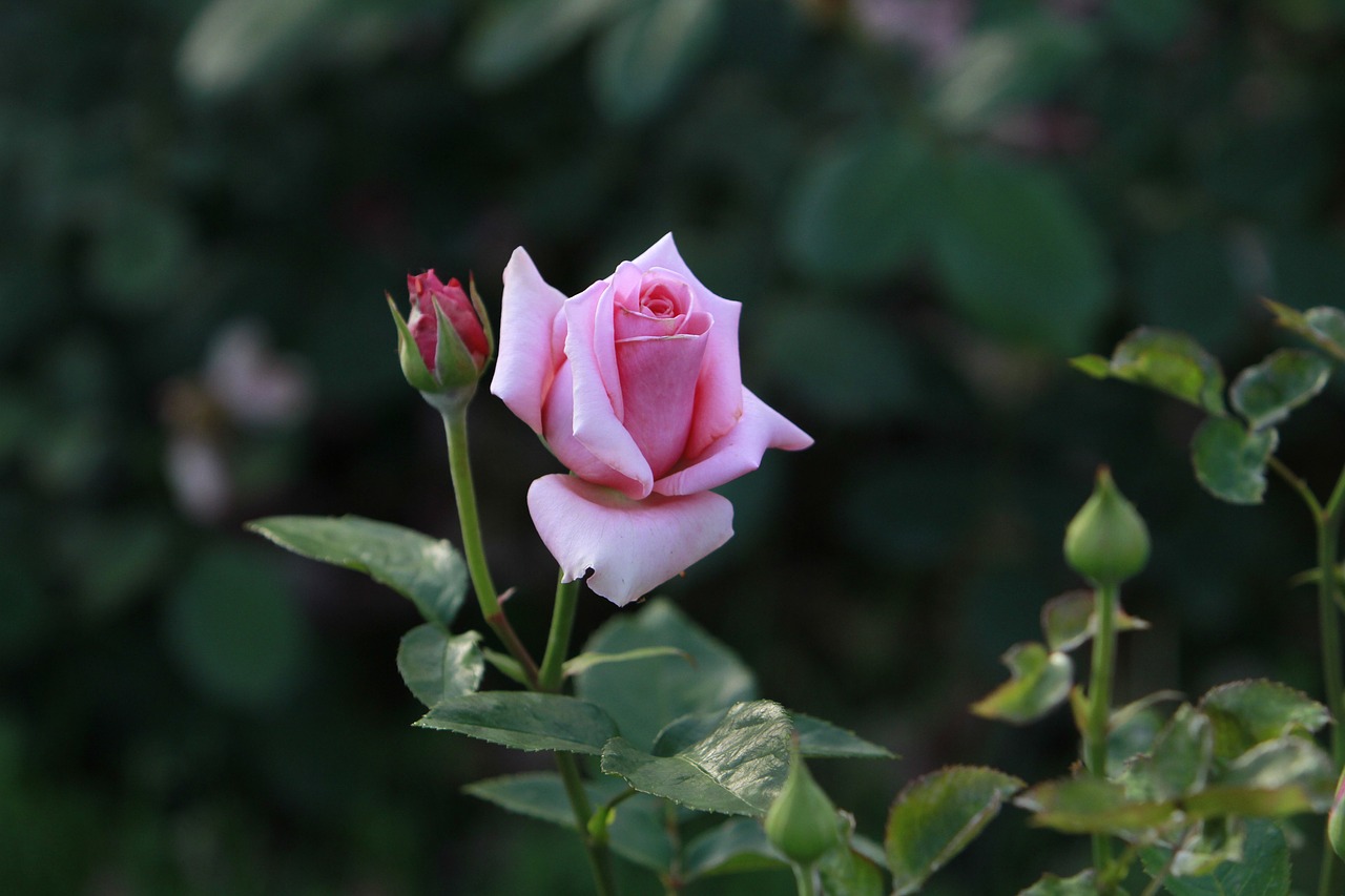 rose  flowers free pictures free photo