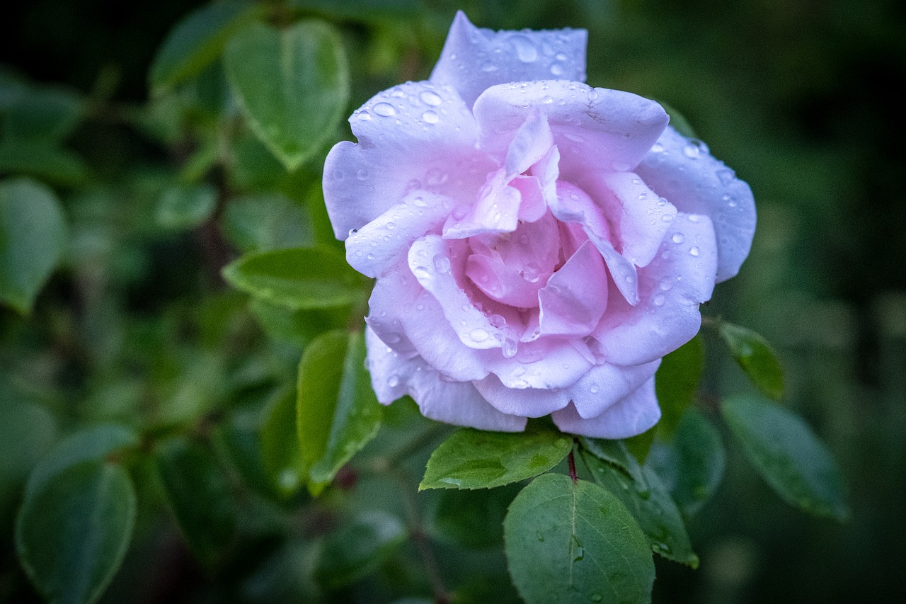 rose  white  bush free photo