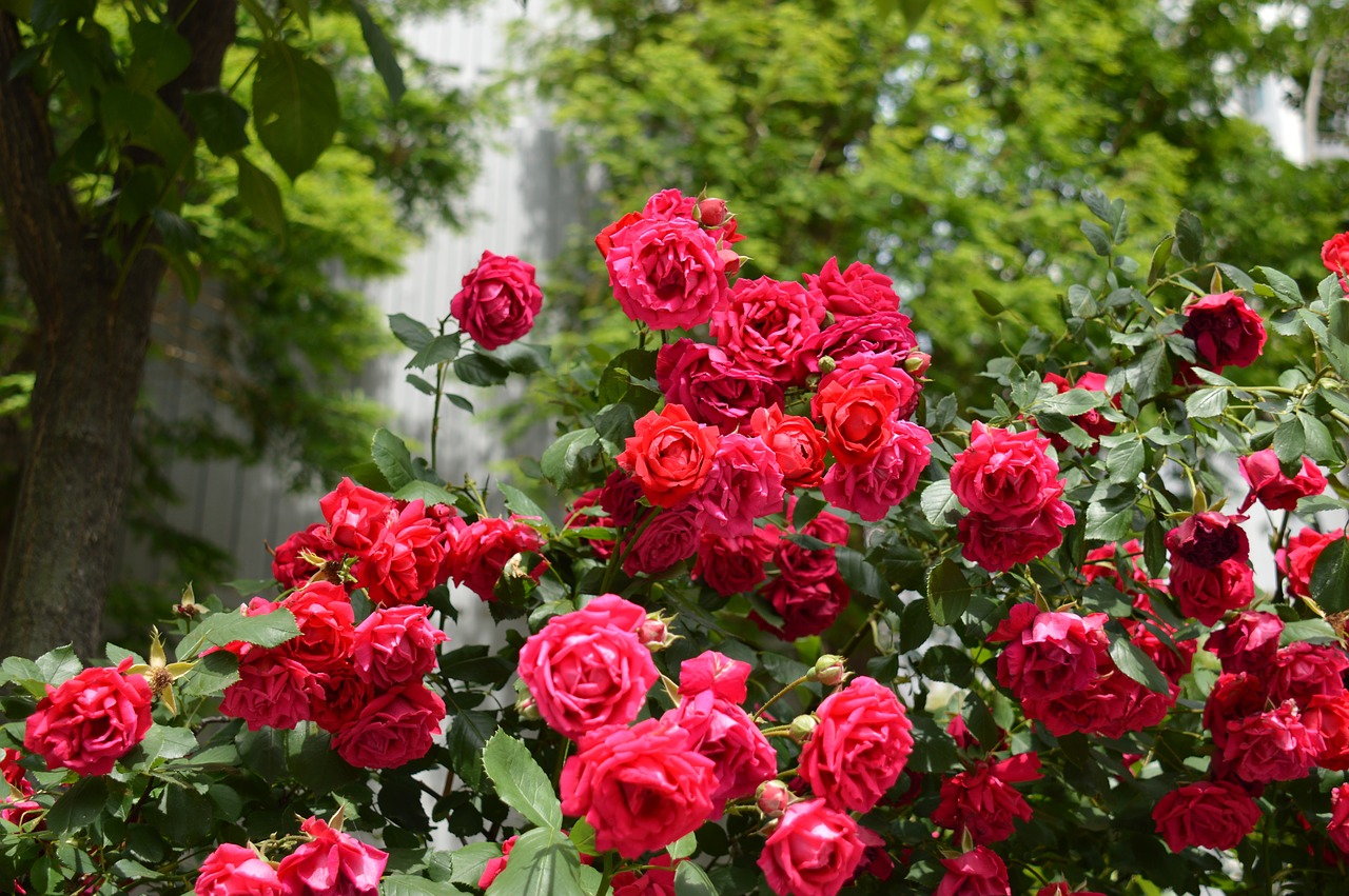 rose  flowers  nature free photo