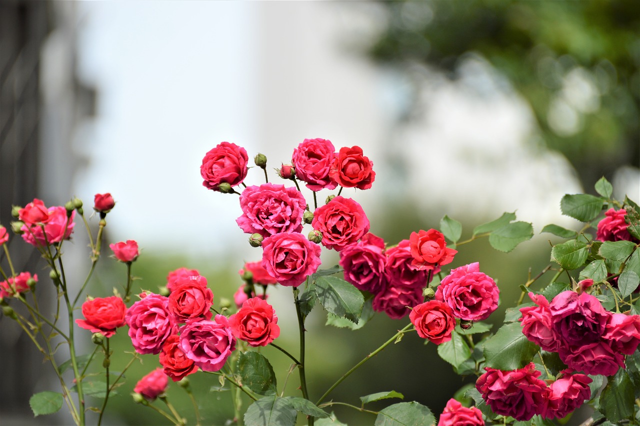 rose  flowers  nature free photo