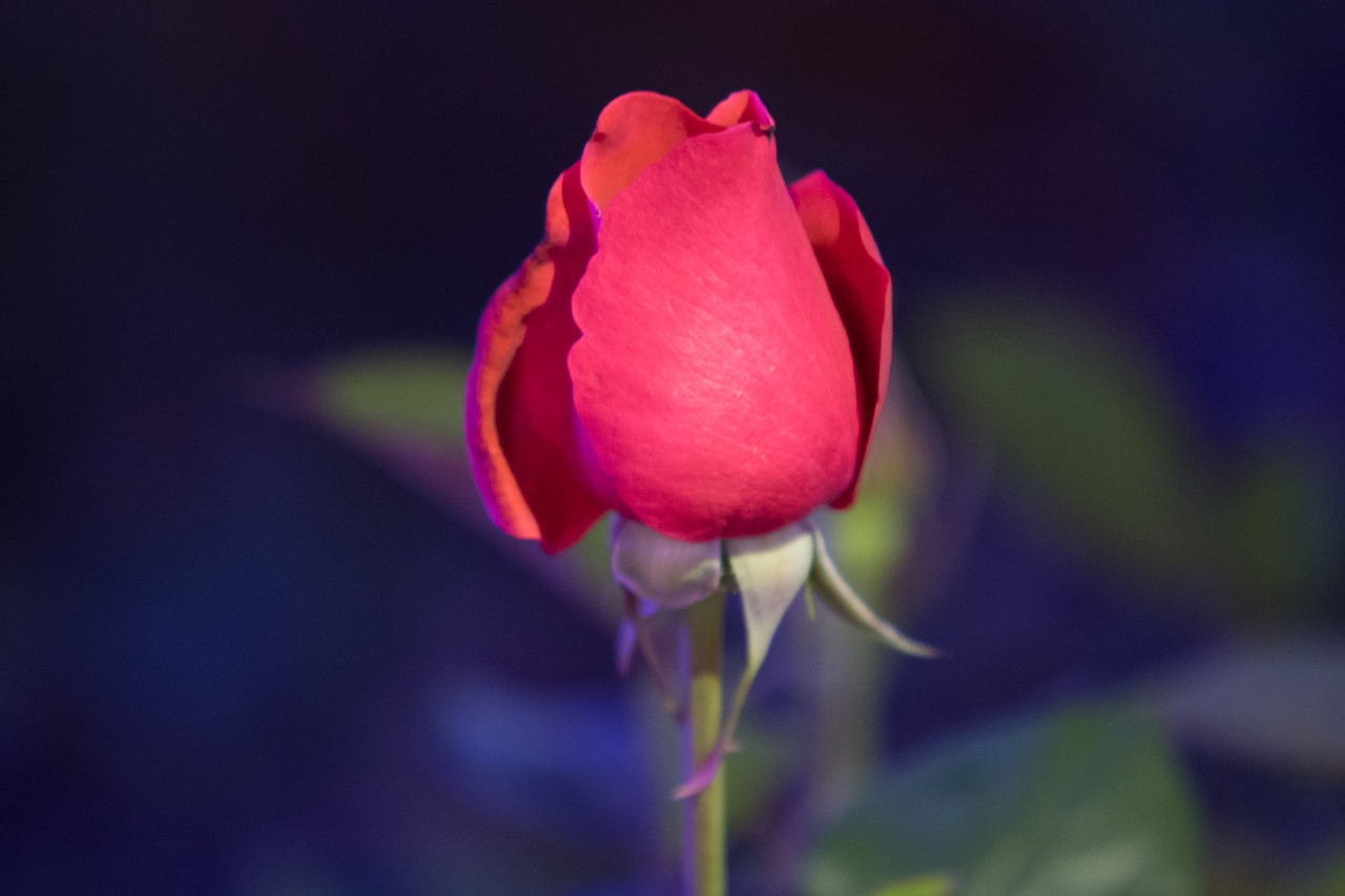 rose  rose festival  flowers free photo