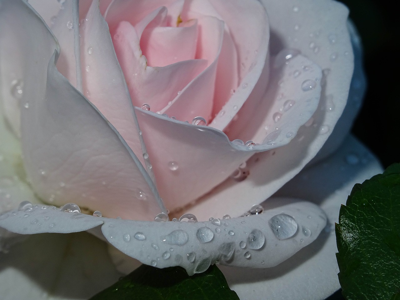 rose  pink  drip free photo