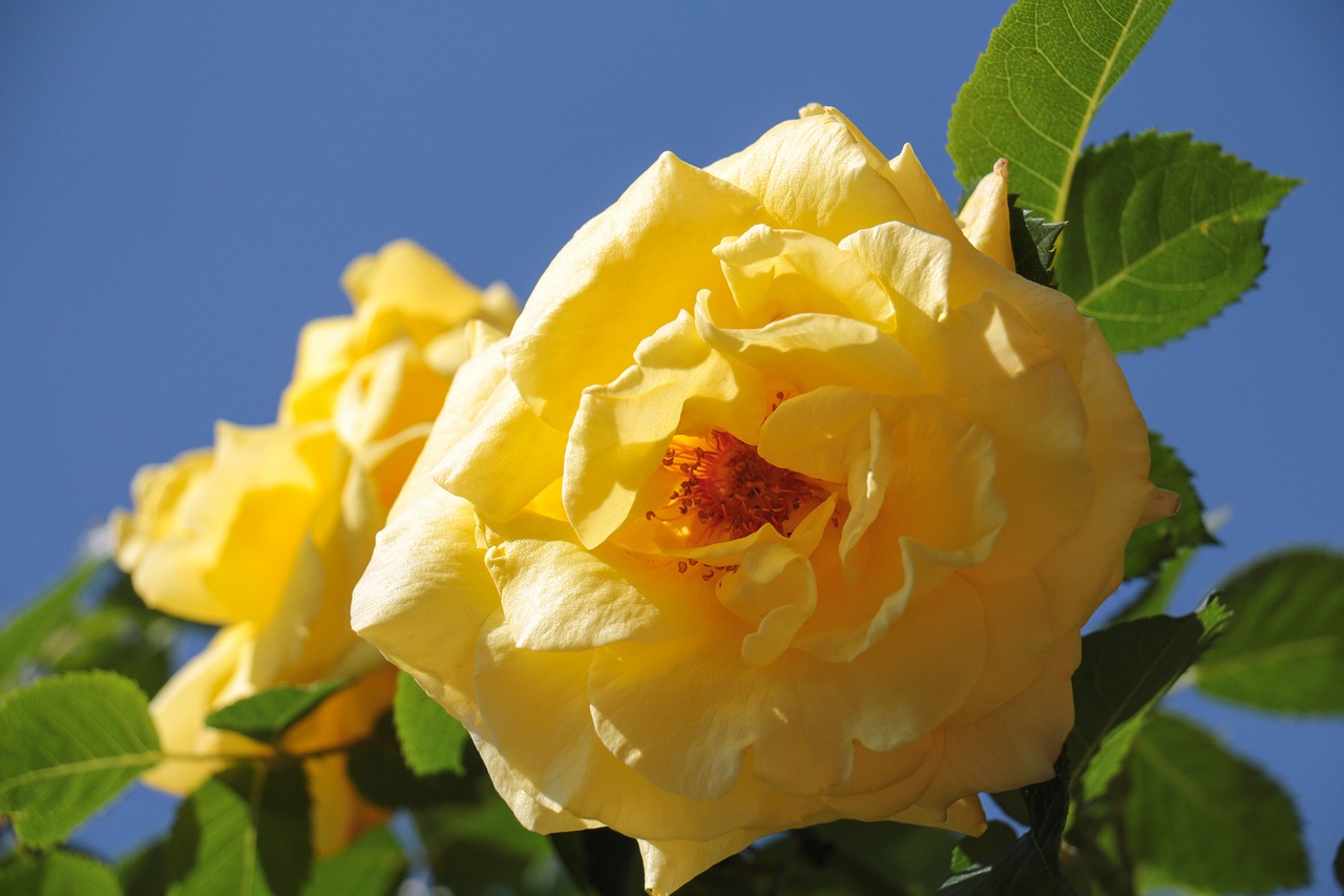 rose  yellow  bright yellow free photo