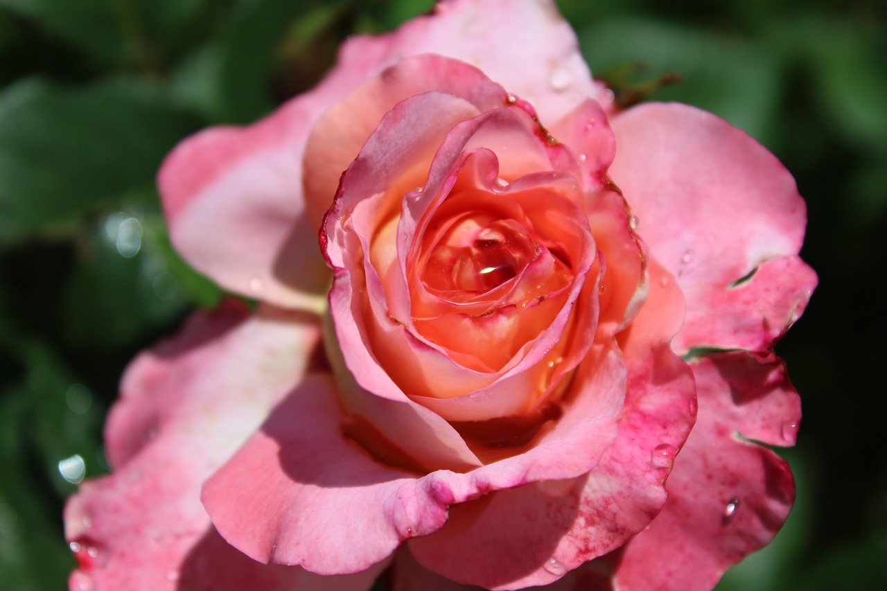 rose  pink  pink rose free photo