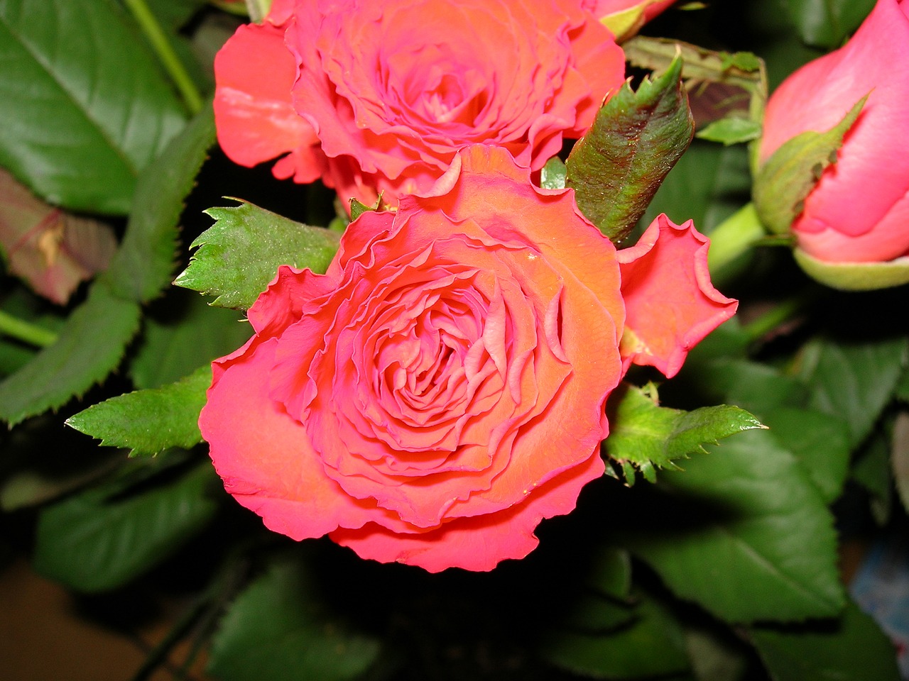 rose  flower  fade free photo
