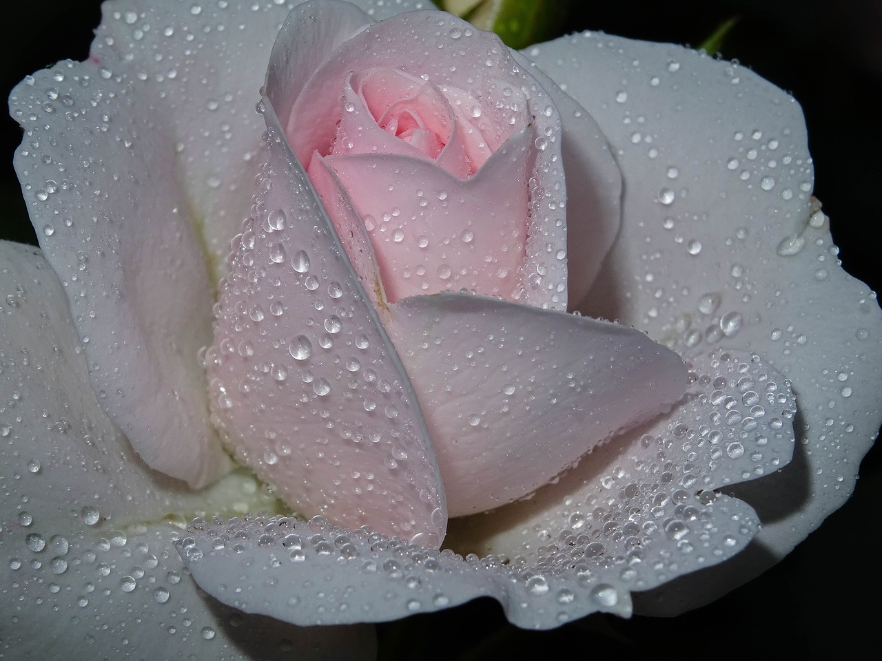 rose  pink  drip free photo