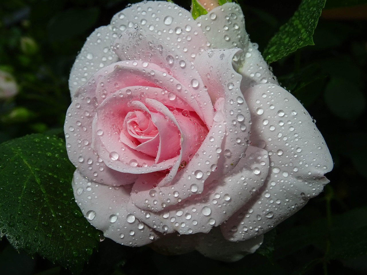 rose  pink  drip free photo