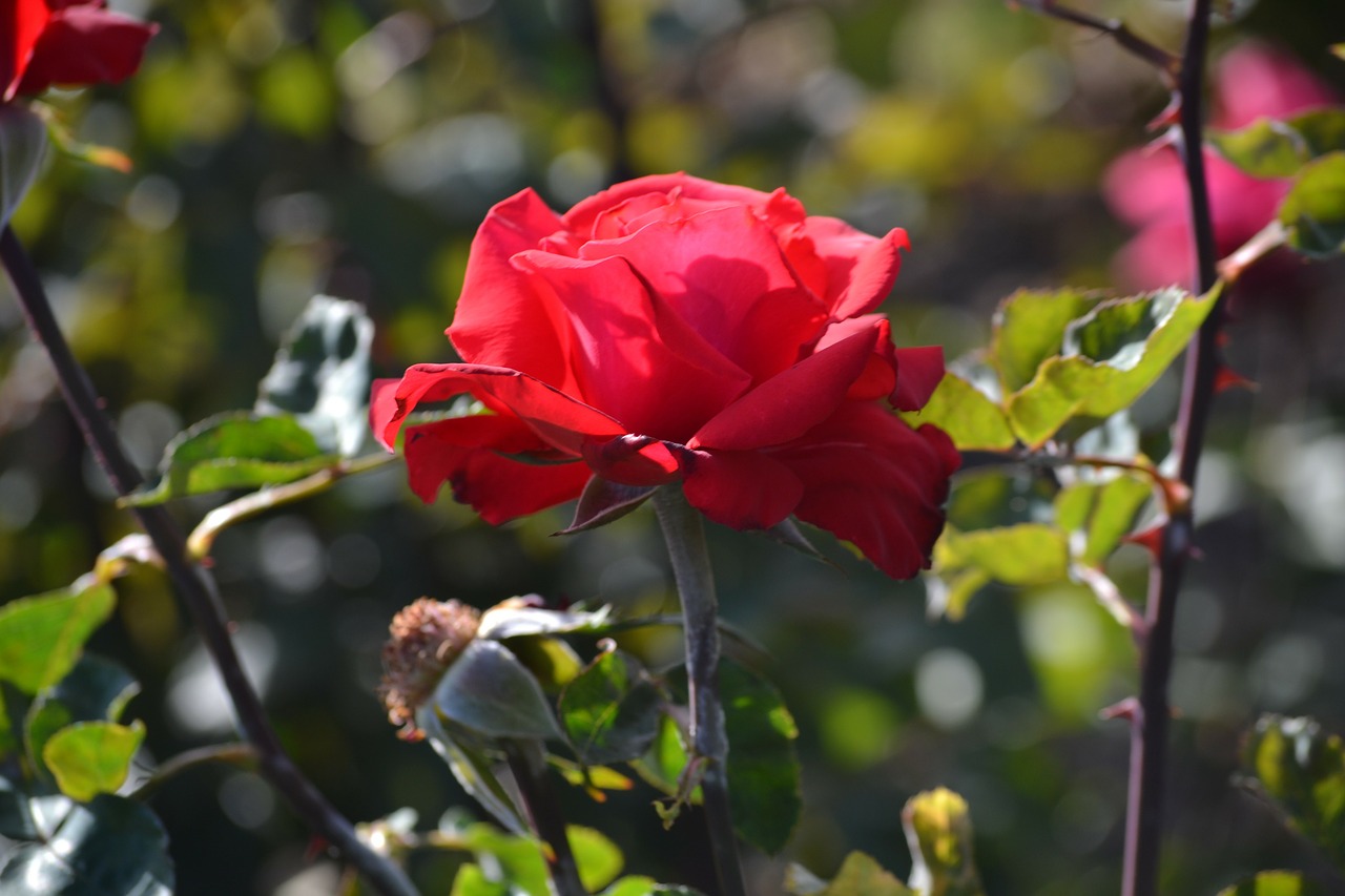 rose flower wildflower free photo