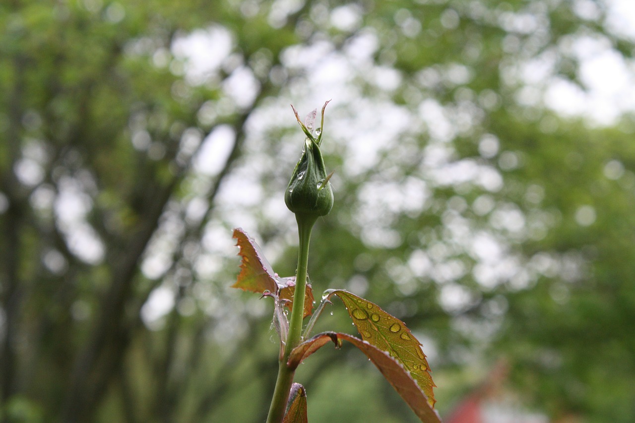 rose plant bud free photo