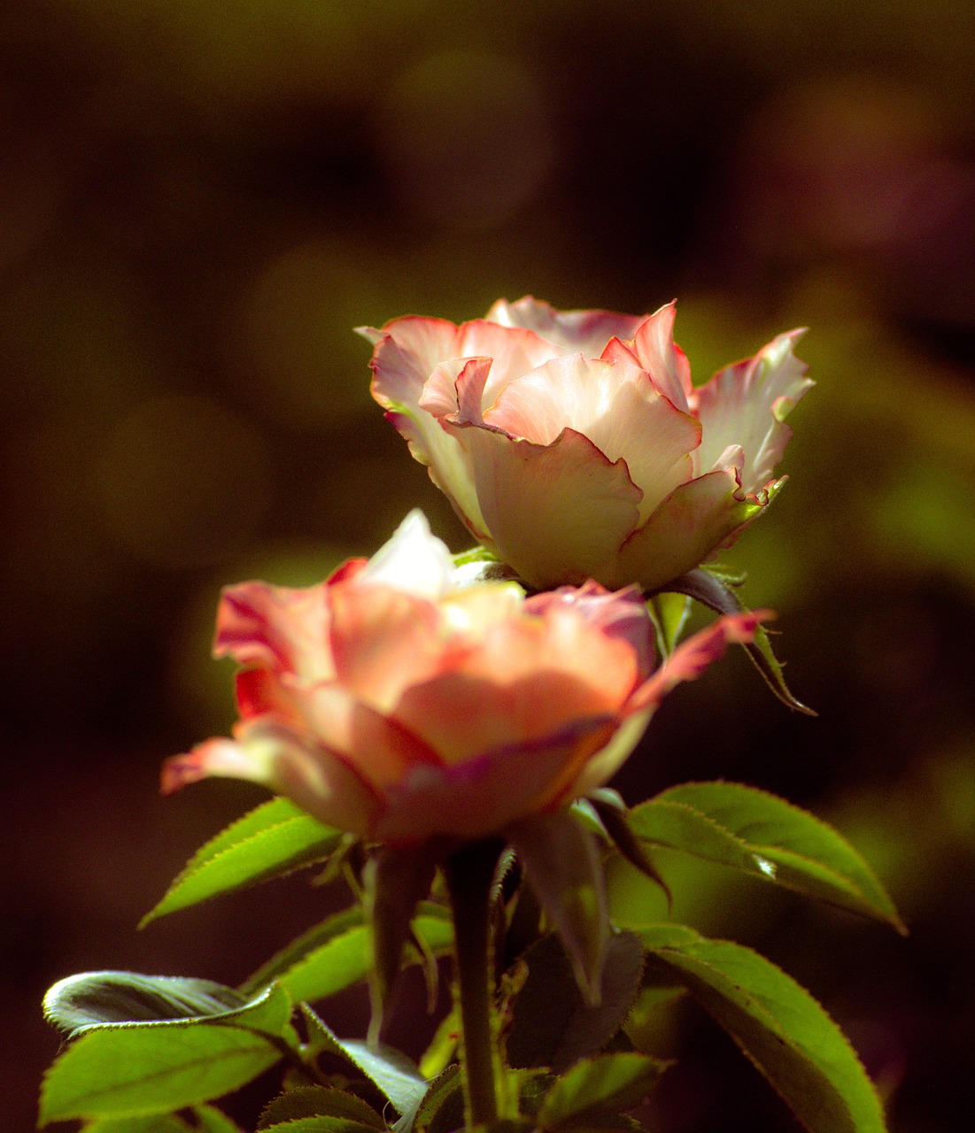 rose  petals  dreamy free photo