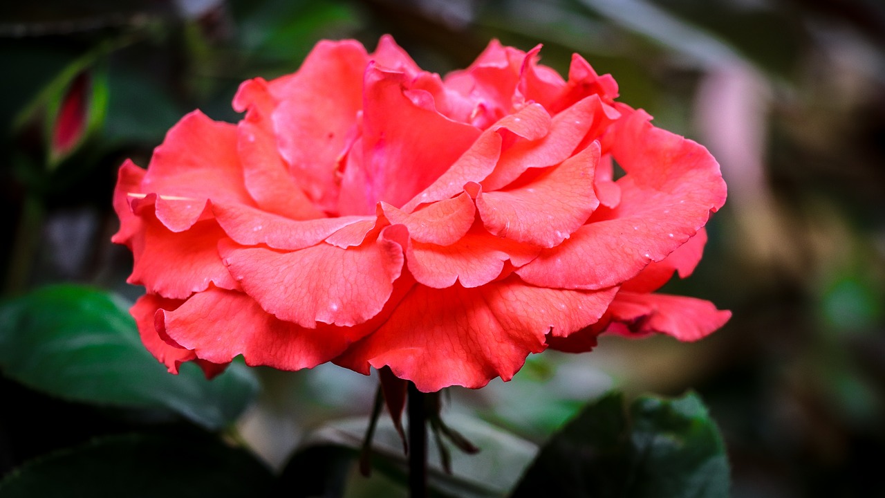 rose  plant  red free photo