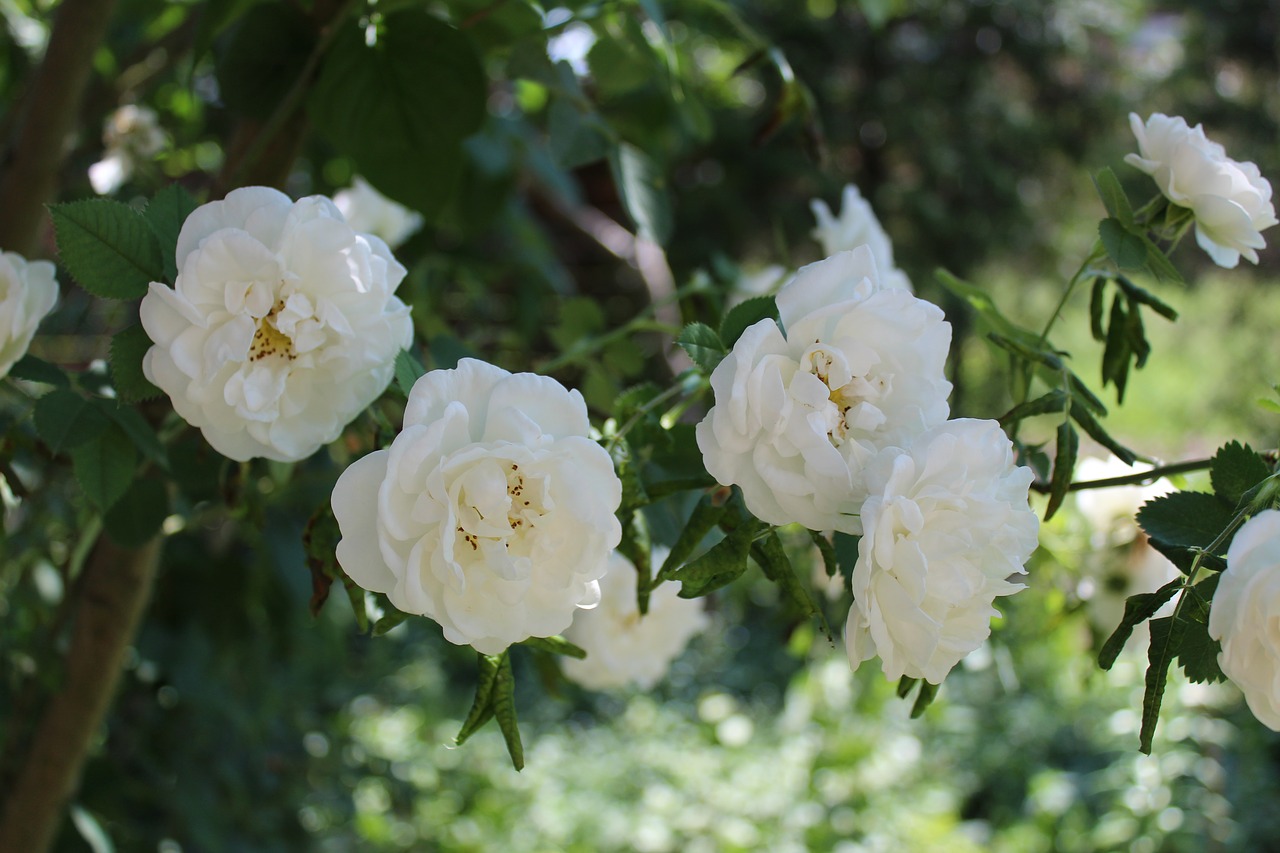 rose  flower  rose flower free photo