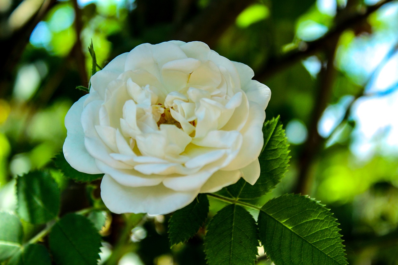 rose  flower  the background free photo