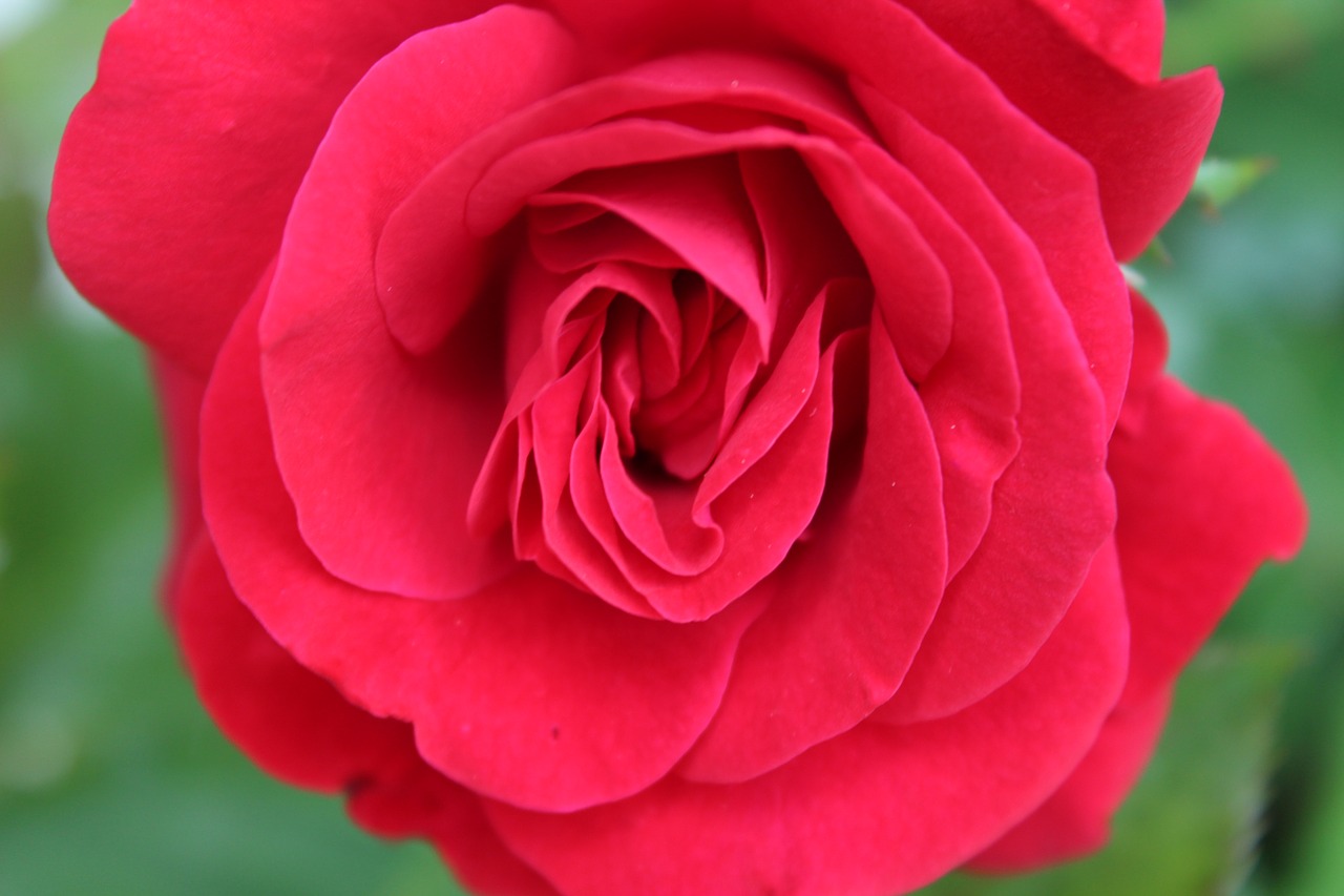 rose  red rose  love free photo