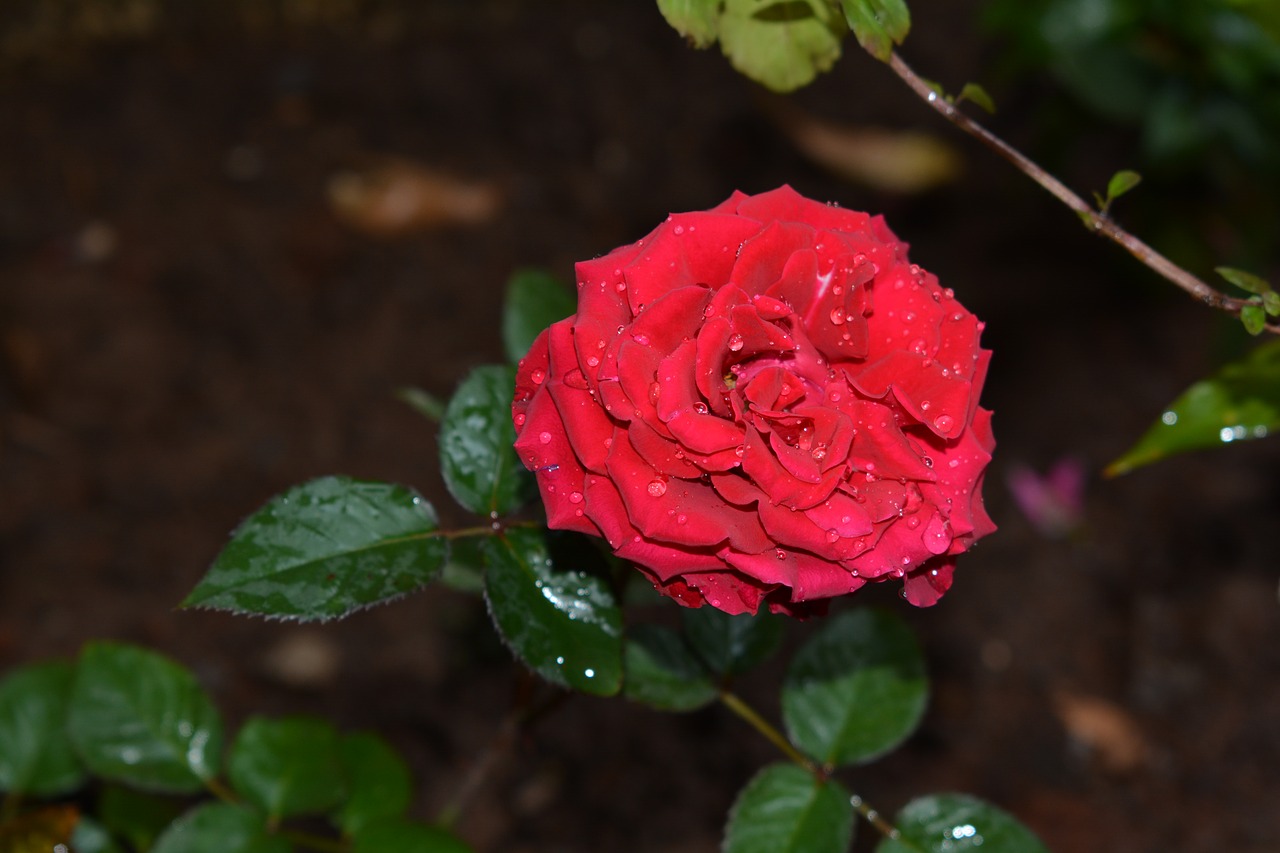 rose  flower  red free photo