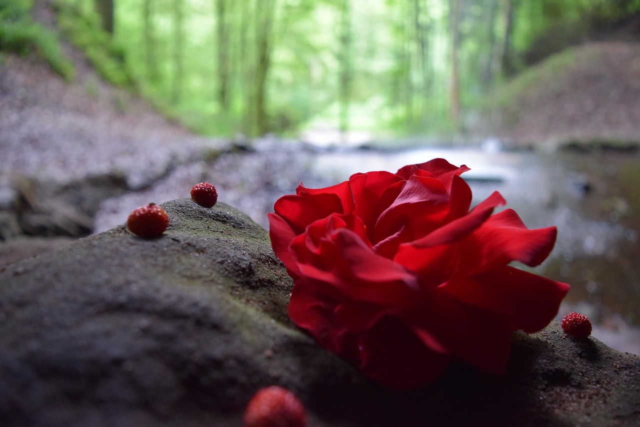 rose  forest  water free photo