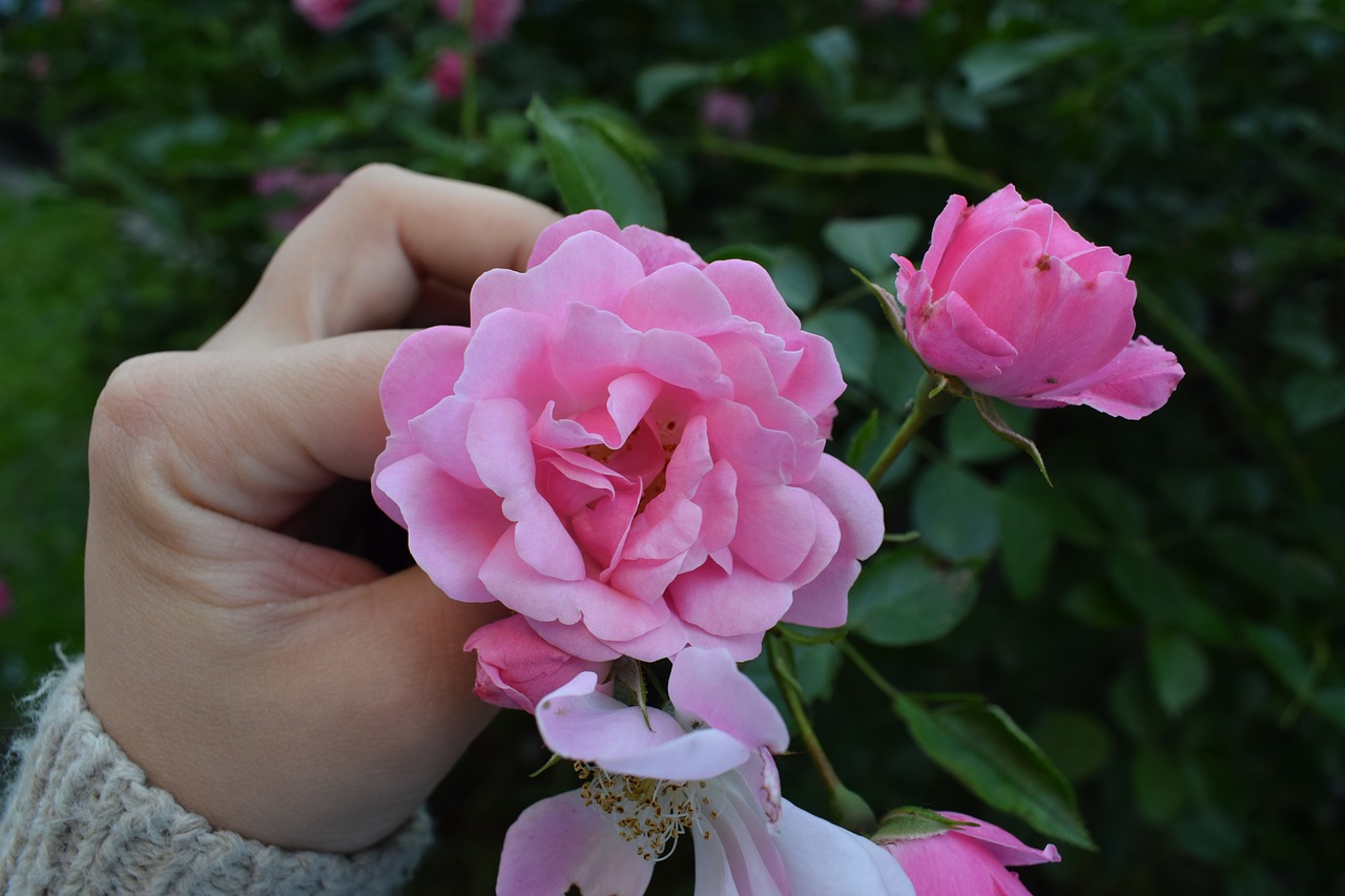 rose  flower  petals free photo