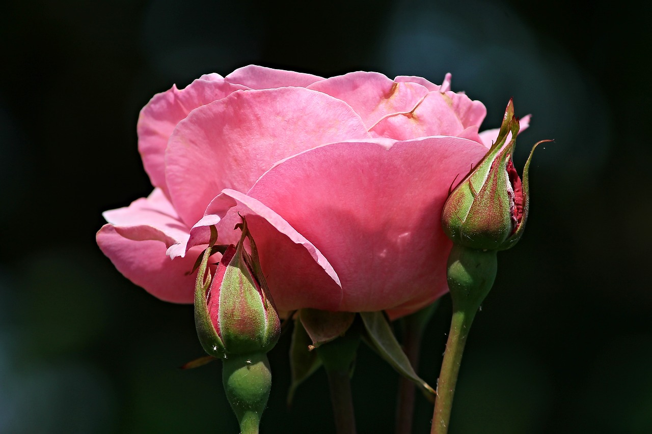 rose  pink  bud free photo