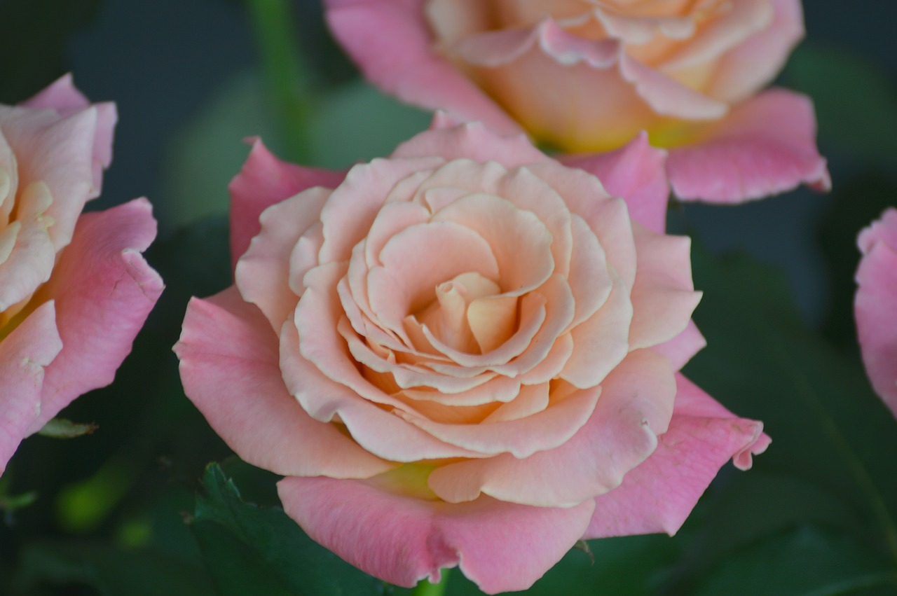 rose  flower  miss piggy free photo