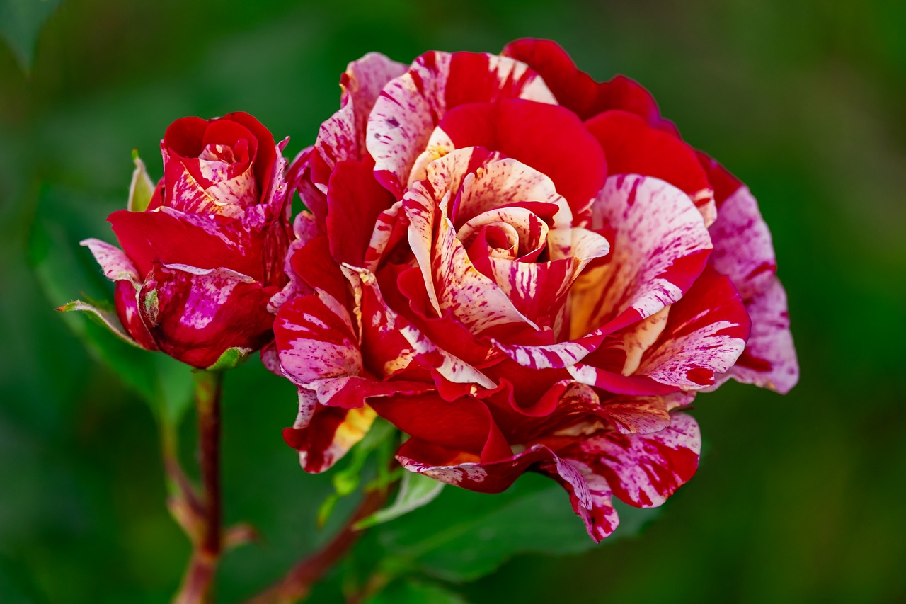 rose  brocéliande  blossom free photo