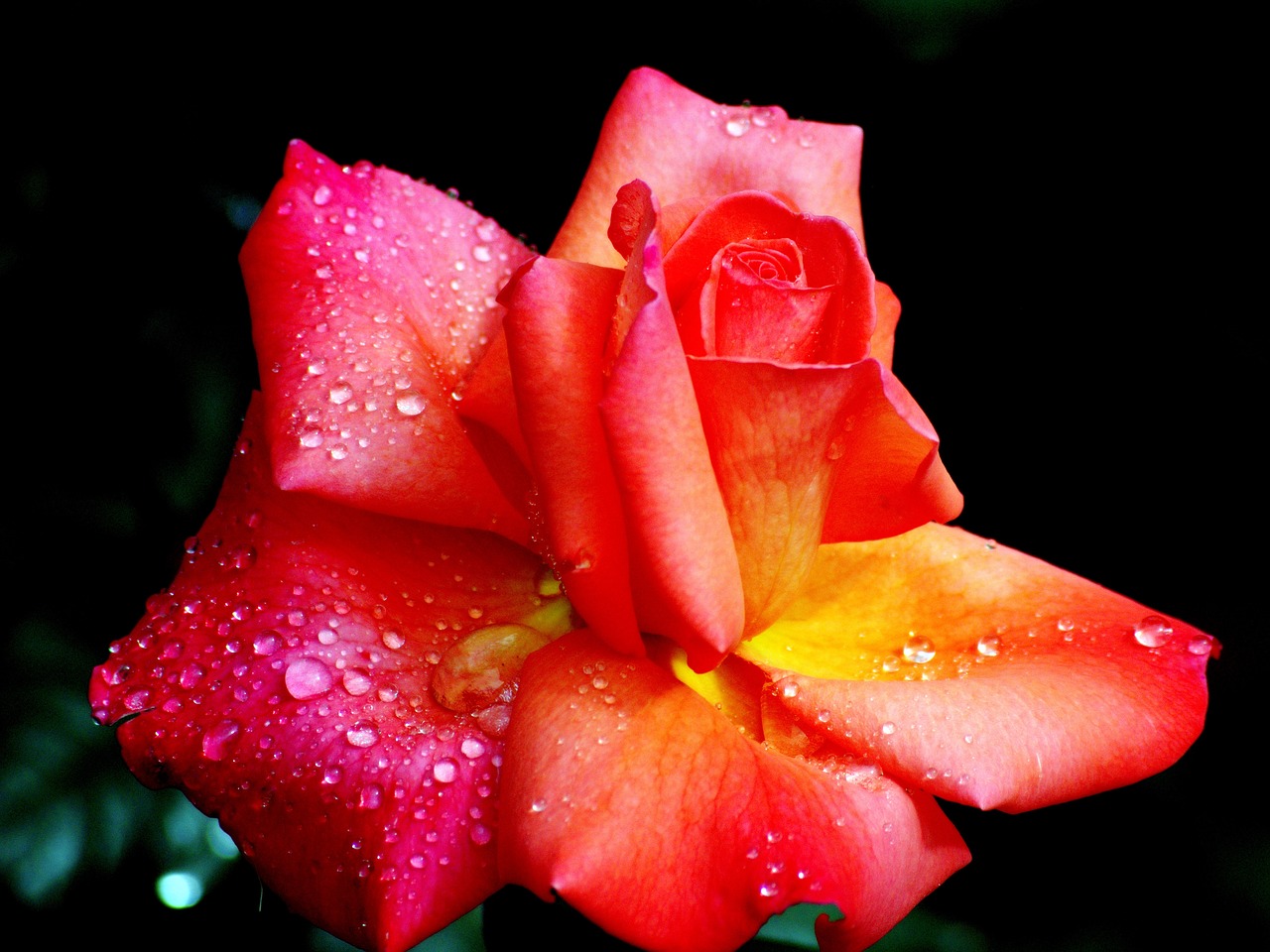 rose  beauty  love free photo
