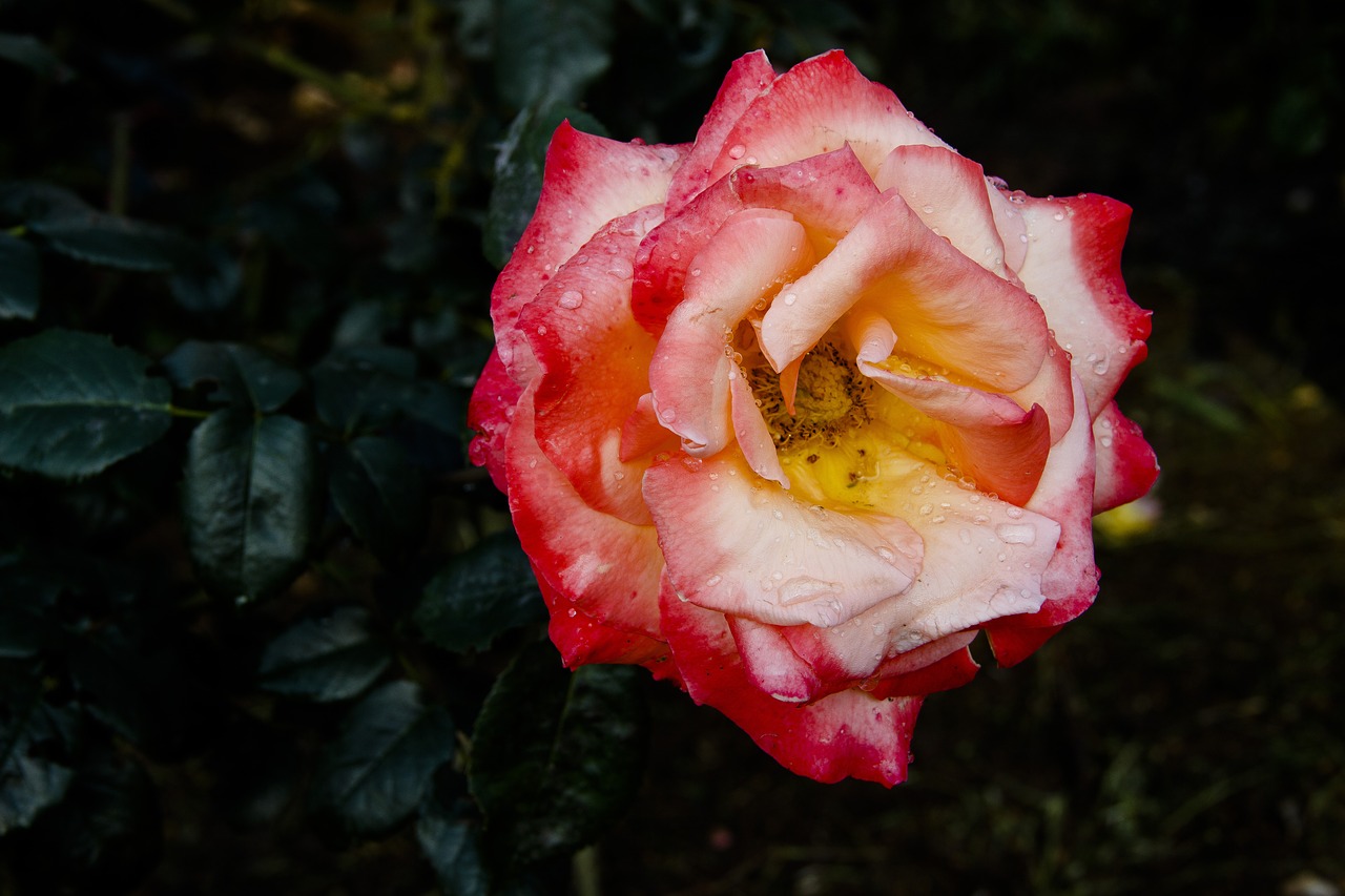 rose  flower  beautiful flower free photo