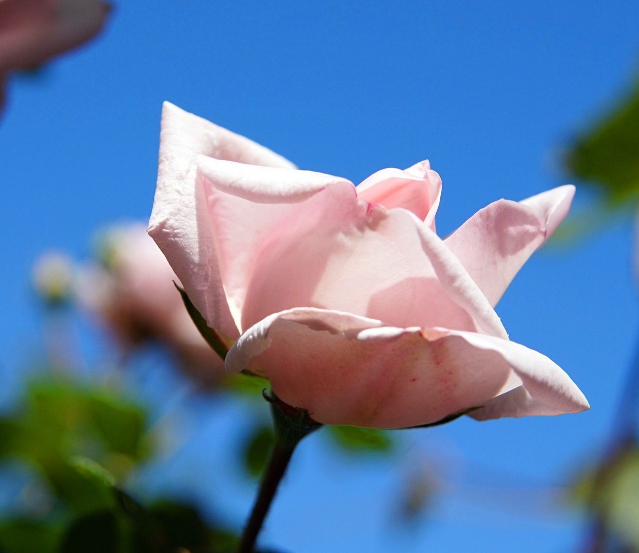 rose  pink  blossom free photo