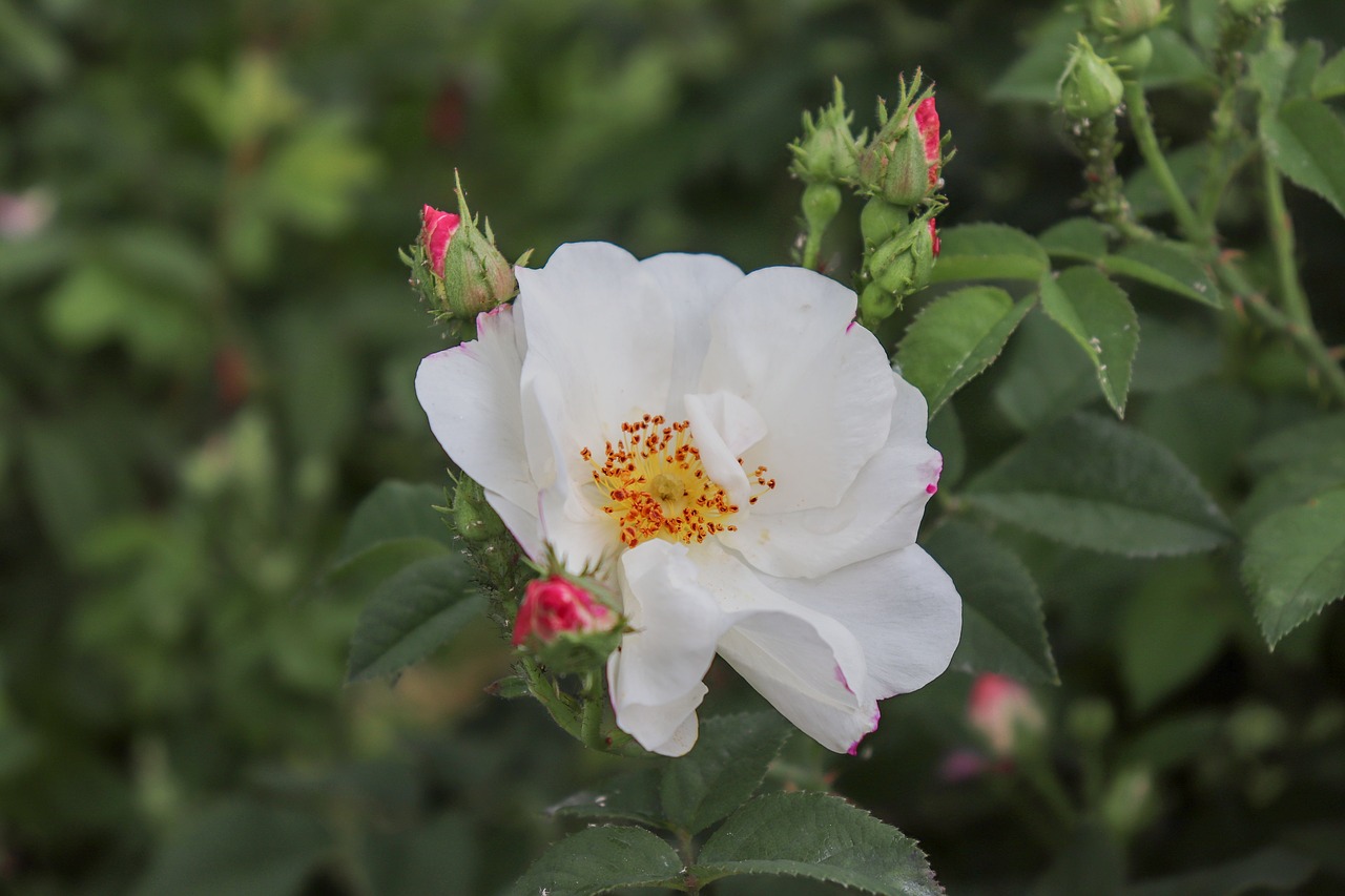 rose  white  macro free photo